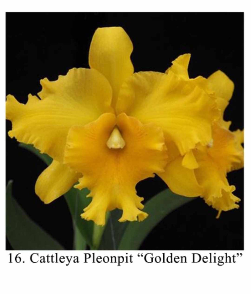 Cattleya Pleonpit “Golden Delight” - TAIWAN