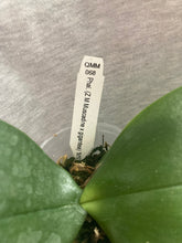 Načíst obrázek do prohlížeče Galerie, Phalaenopsis (Z M Muscadine x gigantea)
