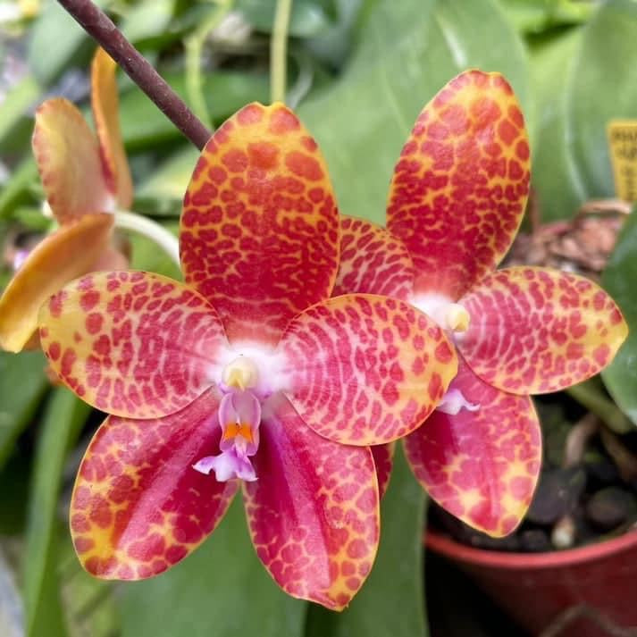 Phalaenopsis (Z M Muscadine x gigantea)