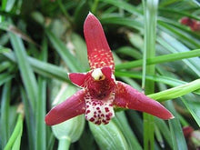 Načíst obrázek do prohlížeče Galerie, Maxillaria  Tenuifolia Malibu Kokosy Orchideje  VONÍ Silně po kokosu vice stvoly
