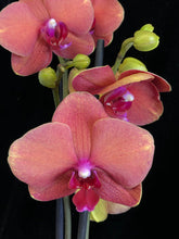 Načíst obrázek do prohlížeče Galerie, Phalaenopsis Surfsong
