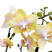 Načíst obrázek do prohlížeče Galerie, Phalaenopsis Buddha Lemon Voňavá
