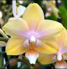 Načíst obrázek do prohlížeče Galerie, Phalaenopsis Buddha Lemon Voňavá
