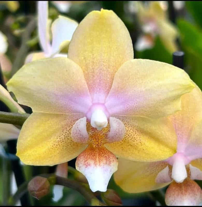 Phalaenopsis Buddha Lemon Voňavá