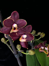 Načíst obrázek do prohlížeče Galerie, Phalaenopsis mtf. Sunrise Red Peoker (Esmee)
