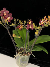 Načíst obrázek do prohlížeče Galerie, Phalaenopsis mtf. Sunrise Red Peoker (Esmee)
