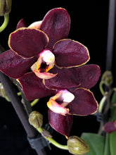 Načíst obrázek do prohlížeče Galerie, Phalaenopsis mtf. Sunrise Red Peoker (Esmee)

