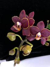 Načíst obrázek do prohlížeče Galerie, Phalaenopsis mtf. Sunrise Red Peoker (Esmee)
