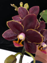 Načíst obrázek do prohlížeče Galerie, Phalaenopsis mtf. Sunrise Red Peoker (Esmee)
