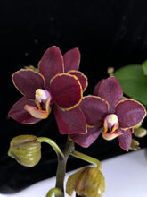 Načíst obrázek do prohlížeče Galerie, Phalaenopsis mtf. Sunrise Red Peoker (Esmee)
