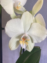 Načíst obrázek do prohlížeče Galerie, Phalaenopsis multiflora 6383 - VÝPRODEJ-SLEVA (1)
