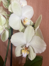 Načíst obrázek do prohlížeče Galerie, Phalaenopsis multiflora 6383 - VÝPRODEJ-SLEVA (1)
