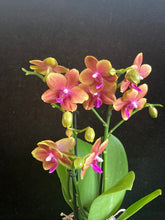Lade das Bild in den Galerie-Viewer, Phalaenopsis. Duftender Bronze-Buddha
