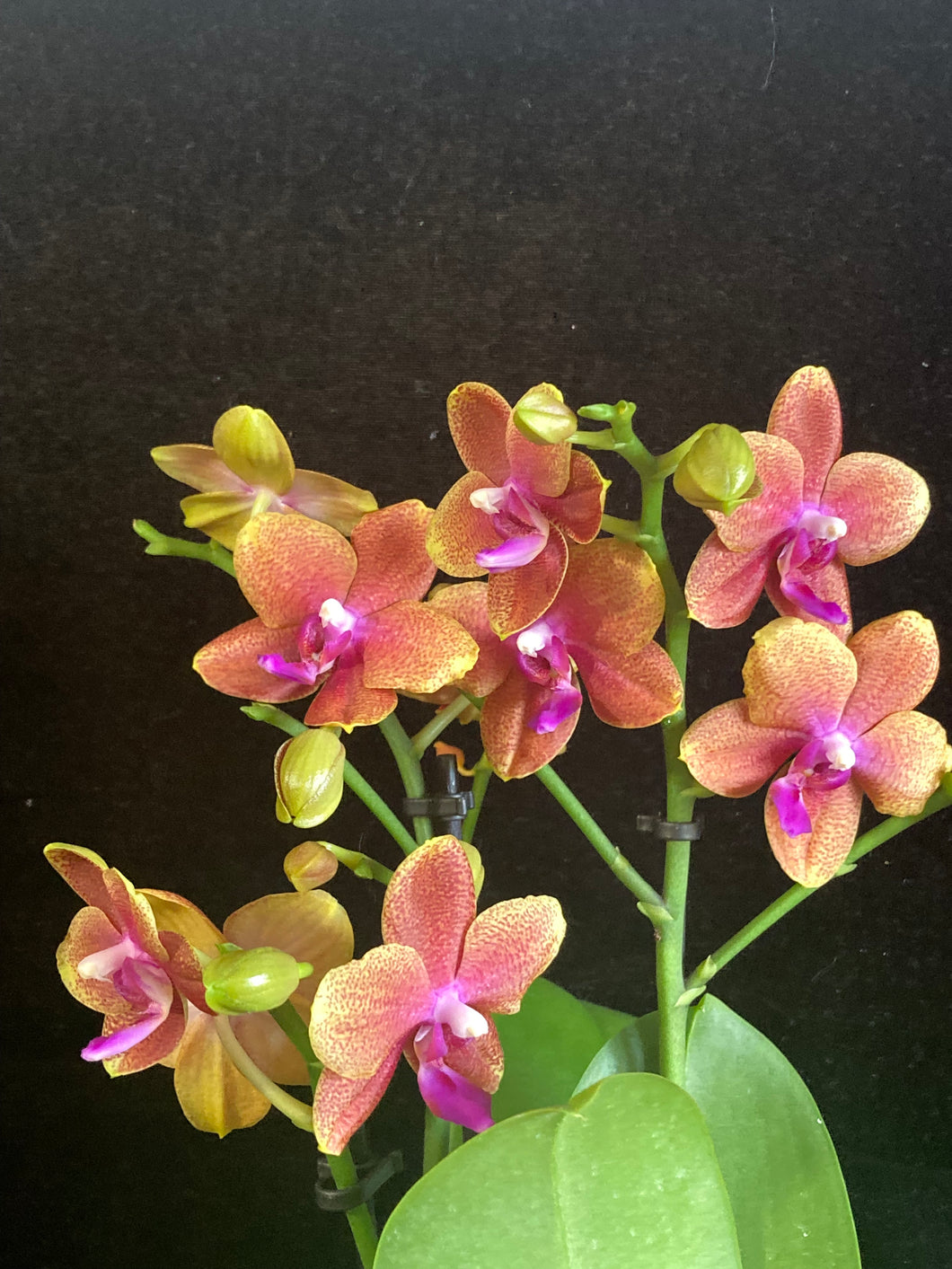 Phalaenopsis Bronze Buddha