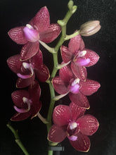 Lade das Bild in den Galerie-Viewer, Phalaenopsis mtf. Reyoung Milley
