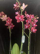 Lade das Bild in den Galerie-Viewer, Phalaenopsis mtf. Reyoung Milley
