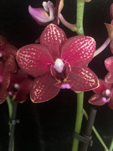 Lade das Bild in den Galerie-Viewer, Phalaenopsis mtf. Reyoung Milley
