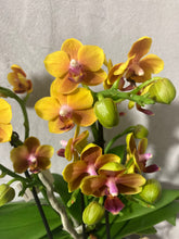 Načíst obrázek do prohlížeče Galerie, Phalaenopsis mtf. Drops of the Sun / Naranja Perfume
