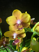 Načíst obrázek do prohlížeče Galerie, Phalaenopsis mtf. Drops of the Sun / Naranja Perfume
