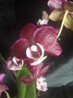 Načíst obrázek do prohlížeče Galerie, Phalaenopsis Black Widow / KAODA TWINKLE CHOCOLATE DROPS
