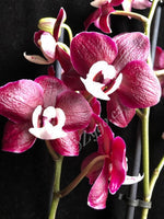 Načíst obrázek do prohlížeče Galerie, Phalaenopsis Black Widow / KAODA TWINKLE CHOCOLATE DROPS
