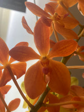 Načíst obrázek do prohlížeče Galerie, Vanda new orange Sleva
