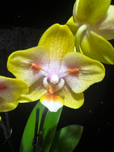 Načíst obrázek do prohlížeče Galerie, Phalaenopsis Yaphon Green Batman - VÝPRODEJ -SLEVA
