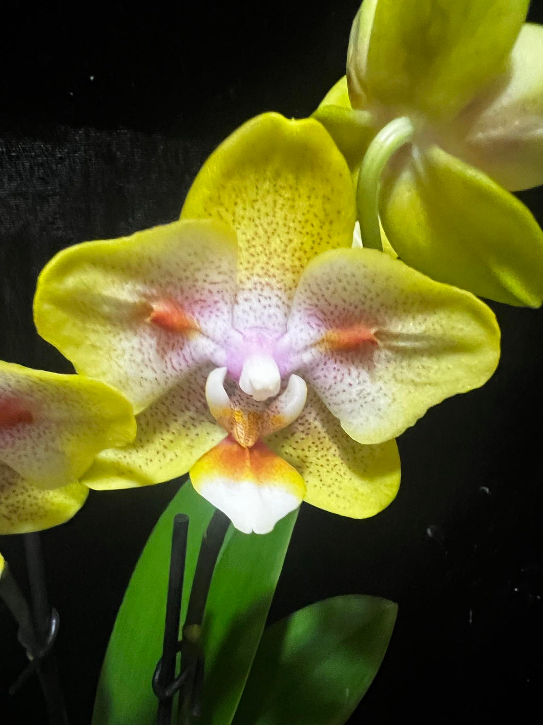 Phalaenopsis Yaphon Green Batman - VÝPRODEJ -SLEVA