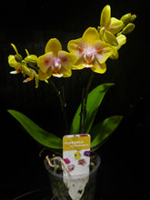 Načíst obrázek do prohlížeče Galerie, Phalaenopsis Yaphon Green Batman - VÝPRODEJ -SLEVA
