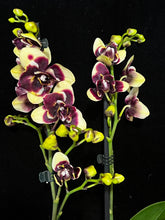 Lade das Bild in den Galerie-Viewer, Phalaenopsis Catania Peloric
