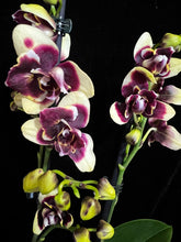 Lade das Bild in den Galerie-Viewer, Phalaenopsis Catania Peloric

