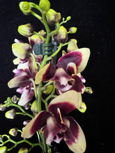 Lade das Bild in den Galerie-Viewer, Phalaenopsis Catania Peloric
