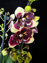 Lade das Bild in den Galerie-Viewer, Phalaenopsis Catania Peloric
