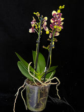 Lade das Bild in den Galerie-Viewer, Phalaenopsis Catania Peloric
