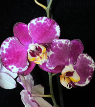 Načíst obrázek do prohlížeče Galerie, Phalaenopsis Indus novinka - VÝPRODEJ-SLEVA (1)
