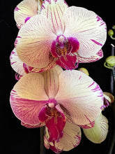 Načíst obrázek do prohlížeče Galerie, Phalaenopsis Iris &quot;Splash&quot; / Golden Splash - VÝPRODEJ-SLEVA
