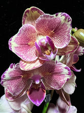 Lade das Bild in den Galerie-Viewer, Phalaenopsis Pirate Picotee PELORIC - "Fliege"
