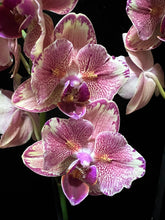 Lade das Bild in den Galerie-Viewer, Phalaenopsis Pirate Picotee PELORIC - "Fliege"
