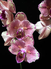 Lade das Bild in den Galerie-Viewer, Phalaenopsis Pirate Picotee PELORIC - "Fliege"
