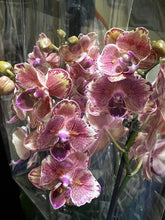 Lade das Bild in den Galerie-Viewer, Phalaenopsis Pirate Picotee PELORIC - "Fliege"
