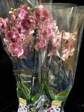 Lade das Bild in den Galerie-Viewer, Phalaenopsis Pirate Picotee PELORIC - "Fliege"
