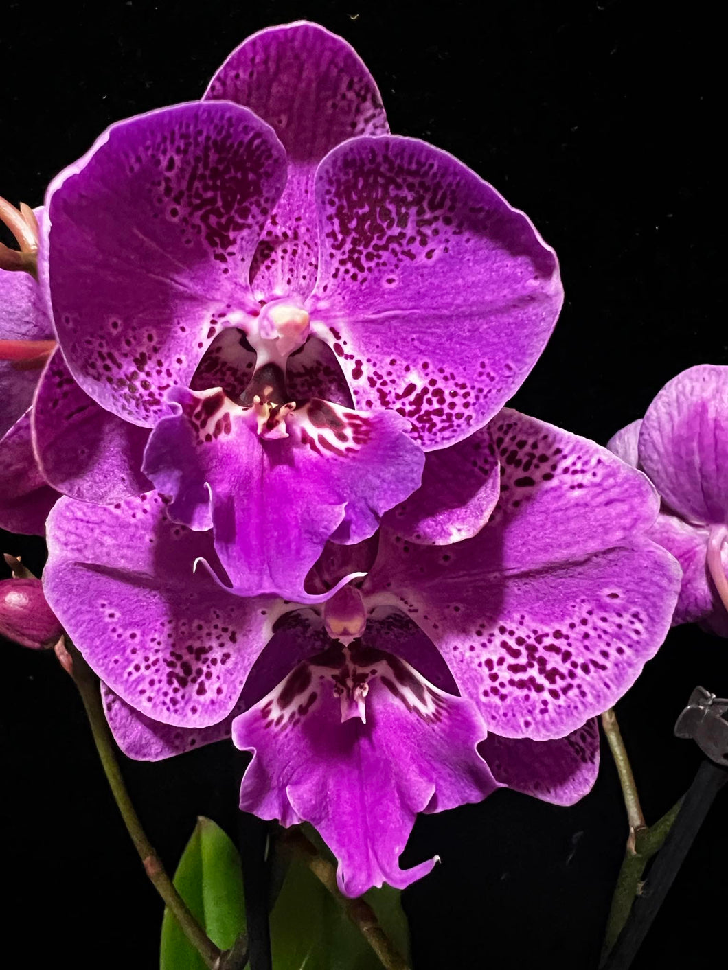 Phalaenopsis Big Lip (Limited 34, W.38) -VÝPRODEJ- SLEVA (STVOL ZE SRDÍČKA)