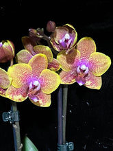 Načíst obrázek do prohlížeče Galerie, Phalaenopsis Sogo Lawrence voňavá
