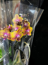 Načíst obrázek do prohlížeče Galerie, Phalaenopsis Sogo Lawrence voňavá

