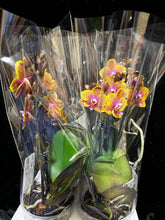Načíst obrázek do prohlížeče Galerie, Phalaenopsis Sogo Lawrence voňavá
