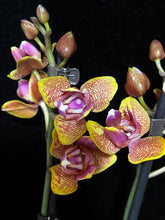 Načíst obrázek do prohlížeče Galerie, Phalaenopsis Sogo Lawrence PELORIC - VÝPRODEJ - SLEVA
