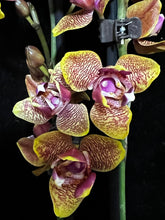 Načíst obrázek do prohlížeče Galerie, Phalaenopsis Sogo Lawrence PELORIC - VÝPRODEJ - SLEVA
