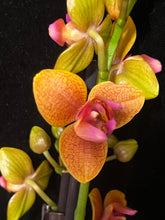 Načíst obrázek do prohlížeče Galerie, Phalaenopsis Lioulin Orange PELORIC - VÝPRODEJ -SLEVA (1)
