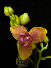 Načíst obrázek do prohlížeče Galerie, Phalaenopsis Lioulin Orange PELORIC - VÝPRODEJ -SLEVA (1)
