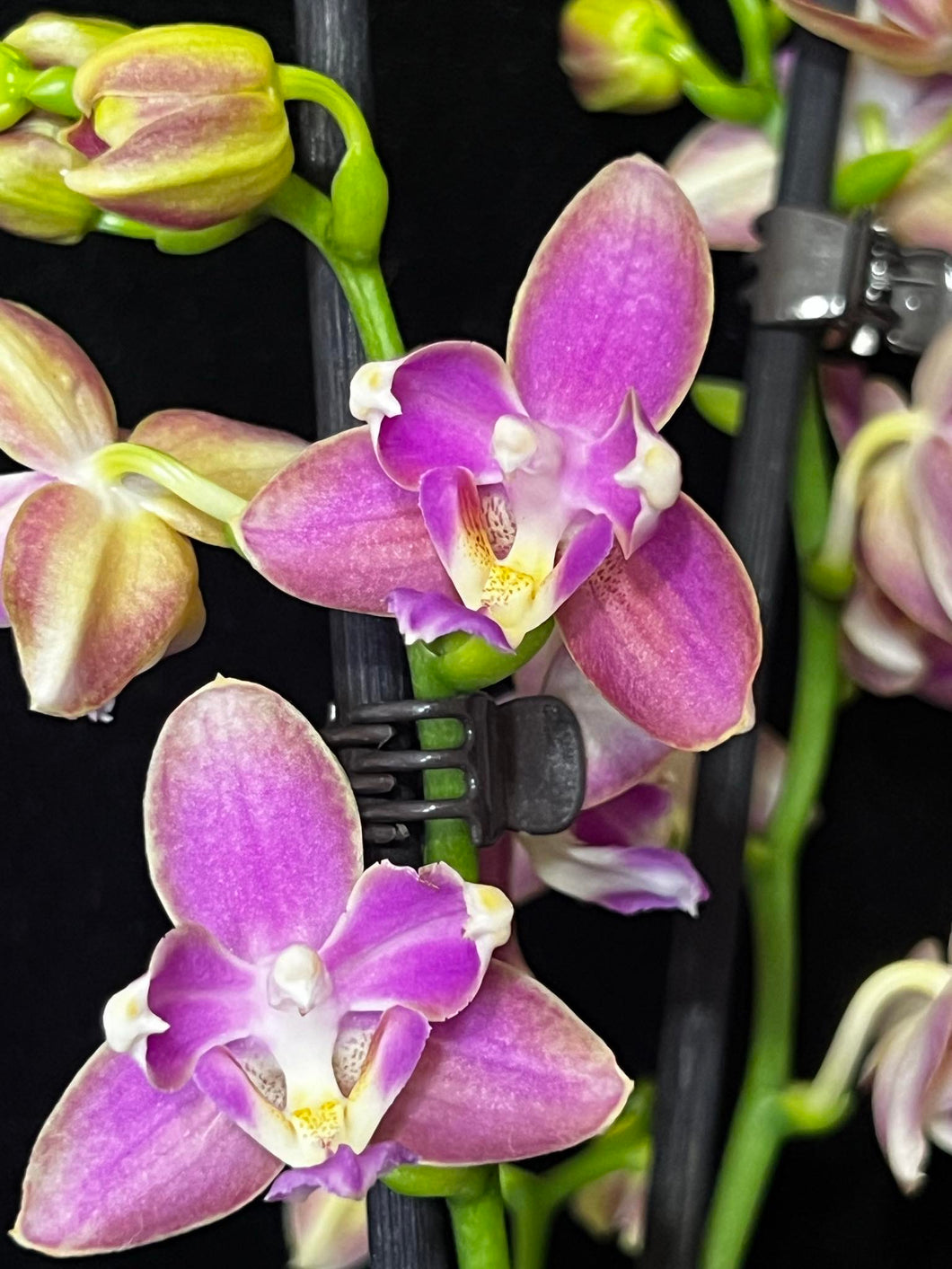 Phalaenopsis mtf. Peloric  PINK Floyd VÝPRODEJ-SLEVA STVOL ZE SRDÍČKA